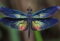Sage Libellule